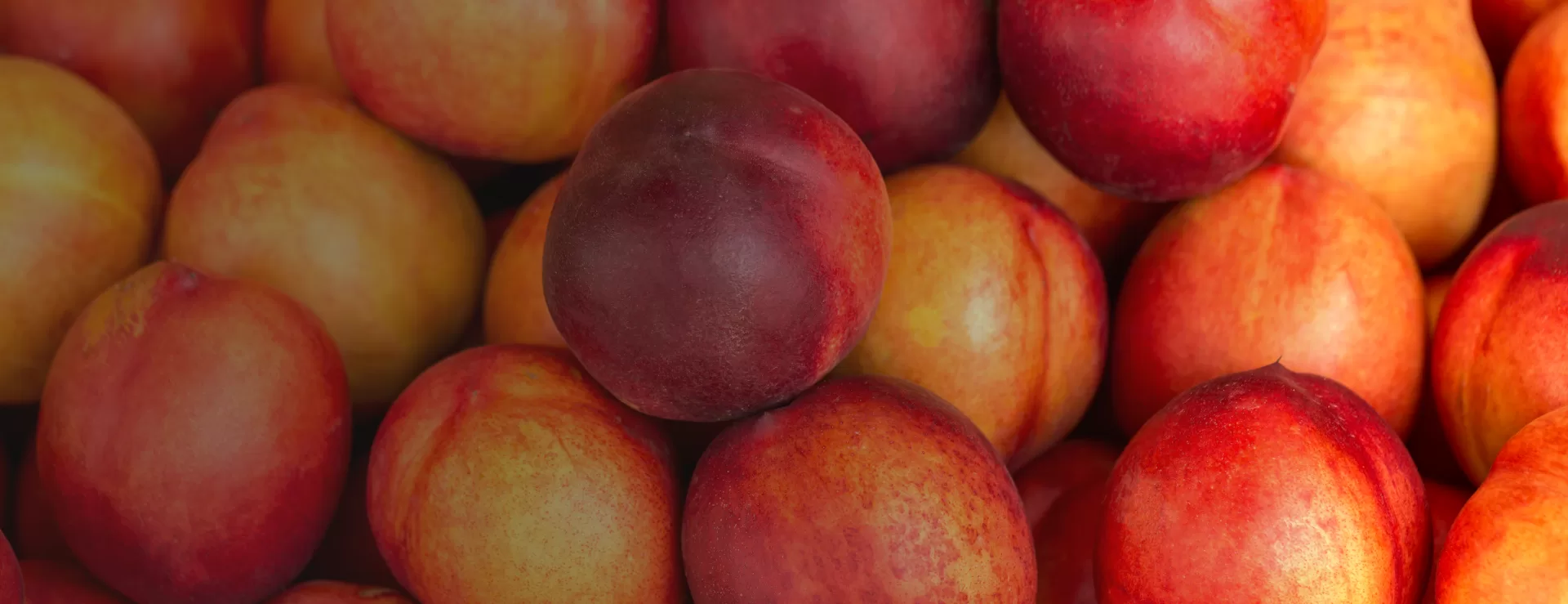 Nectarines